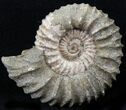 Pavlovia Ammonite Fossil - Siberia #29713-1
